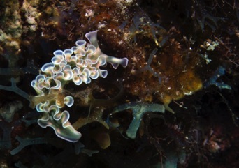 Lettuce Leaf Seaslug